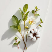 Mint leaves and cotton flower representing the olfactory notes of the perfume.