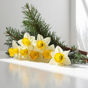 Narcissus and cedar representing the olfactory notes of the perfume.