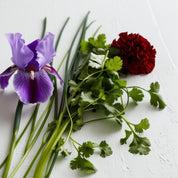 Iris and carnation representing the olfactory notes of the perfume.